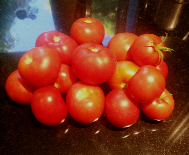 Fresh Tomatoes from the Garden