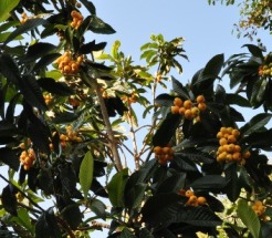the loquat tree is full of fruity
