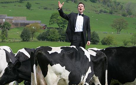 Italian tenor Marcello Bedoni singing to the cows
